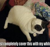 When cats see black clothes…