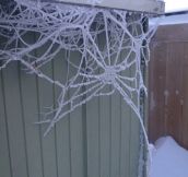 Wintery spiderweb…