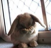 Little bunny foofoo