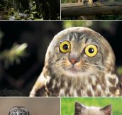 CATS PLUS OWLS