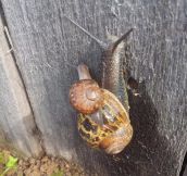 Snails need bros too