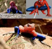 When Spiderpig doesn’t cut it…