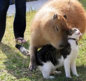 I’ll love you forever, giant capybara…