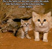 The Sand Cat…