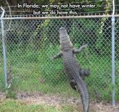 Florida: The Australia of America…