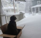 I should buy a sled cat…