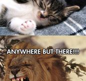 Cats can be so sensitive…