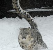 Snow leopard running…