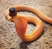 Cobra in a top hat…