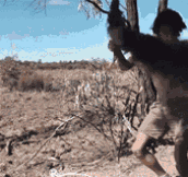 How to catch a kangaroo…