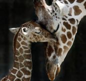 Mother and baby giraffe…
