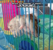 The weirdest hamster…