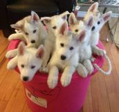 Here, have a bucket of huskies…