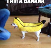 Banana power…