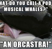 Whale joke…