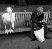 Pelican and old man sharing a bench in the park…