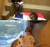 Children read to shelter cats…