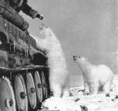 Russian soldier feeding polar bears…