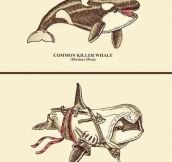 Connor Kenwhale…