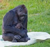 A 5-Month-Old Baby Gorilla Needed Some Motherly Love. Where She Got It Is Beautiful.