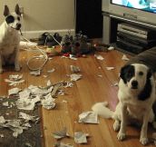 14 Guilty Dogs Caught in the Act – But Still So Cute