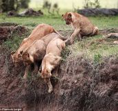 Lioness Saves her Cub Trapped on a Cliff