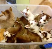 A tub of baby Huskies. Yes, I’ll take all of them…
