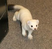 This is not a cat. This is not a ferret. This is a stoat…