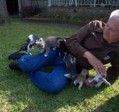 Herd of Kittens Adorably Attacks a Grandpa