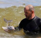 What a baby dolphin looks like… :)