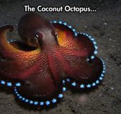 Fancy Octopus