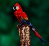 Woman Cleverly Painted To Look Like a Parrot