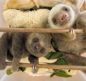 Just a Couple Of Baby Sloths
