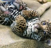 A ferocious jaguar cub…