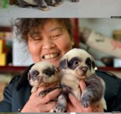 Chinese puppies imitate pandas…