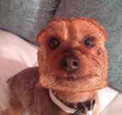 I Think Your Dog May Be Inbred