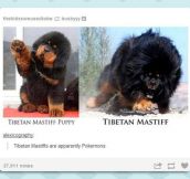 Tibetan Mastiff Evolution