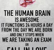 How The Human Brain Works