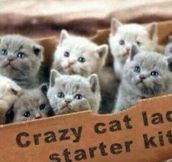 Cat lady starter kit…