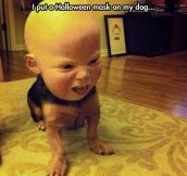 One creepy dog…