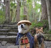 Shiba Inu and cat. Such friend. Much cute.