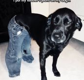 A Dog With Jeans