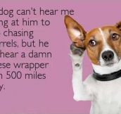 Canine selective hearing…