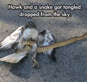 Hawk vs. Snake