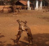 Rare kissing scene of deer caught on camera…