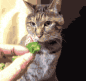 This cat really wants the broccoli…