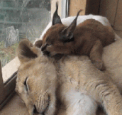Caracal kitten and lion cub…