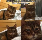 The saddest cat in the world