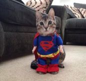 Supercat! Best costume purchase ever…