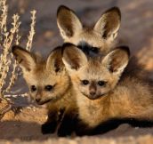 African bat-eared foxes